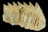 Fossil Cow Shark (Hexanchus) Tooth - Morocco #115821-1